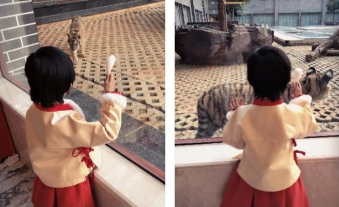 ▲小朋友们被老虎所吸引。