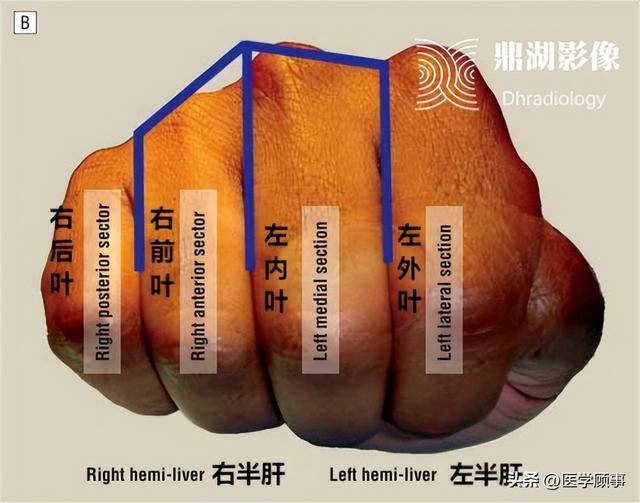 右手握拳肝脏解剖分段记忆法