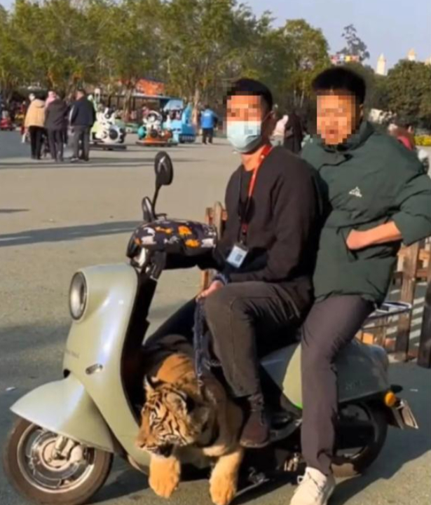 ▲动物大世界工作人员带幼虎“二牛”兜风。