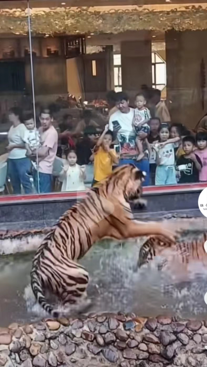 ▲自助餐厅内能看到老虎嬉戏打闹。