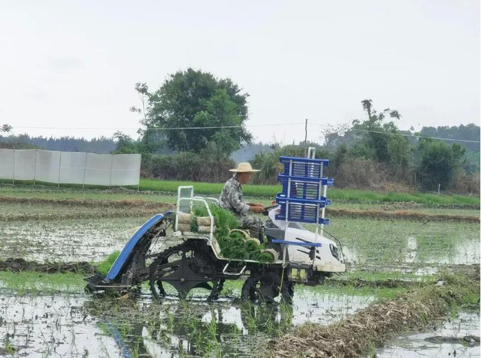 乐东推广水稻制种全程机械化助力种业振兴