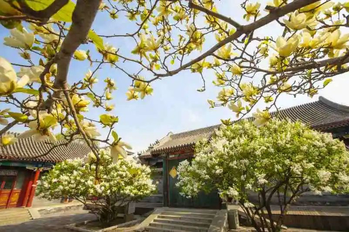 ▲恭王府乐道棠玉兰、丁香相映成辉。图/受访者供图