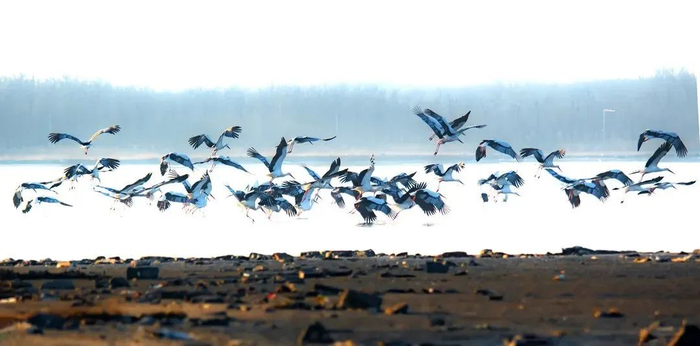 东方白鹳 ©费明健