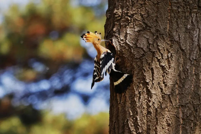 戴胜鸟 ©卞新亮