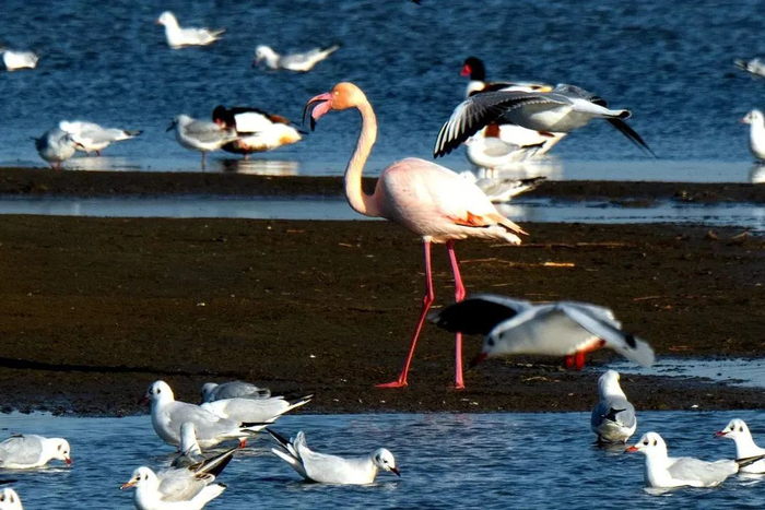 火烈鸟©费明健