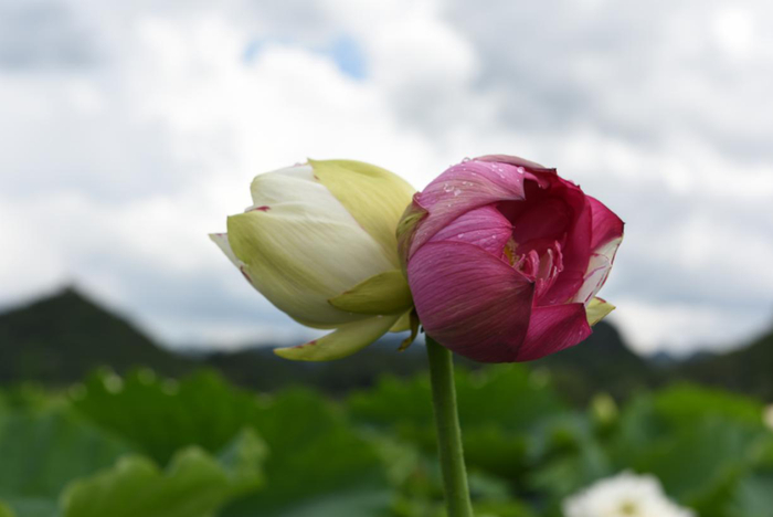 双色“并蒂莲”蓓蕾初绽 张文东 摄