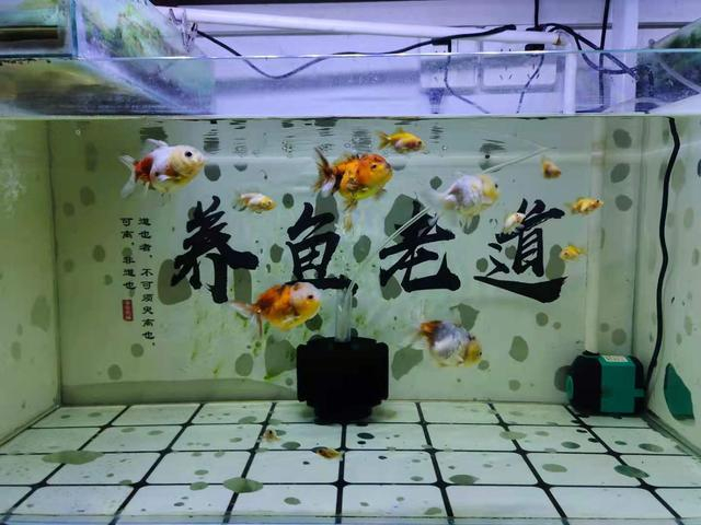 买回的食用鱼这回咋办，特别是经行货物运输得来的，能退货吗？(图2)
