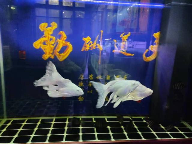 买回的食用鱼这回咋办，特别是经行货物运输得来的，能退货吗？