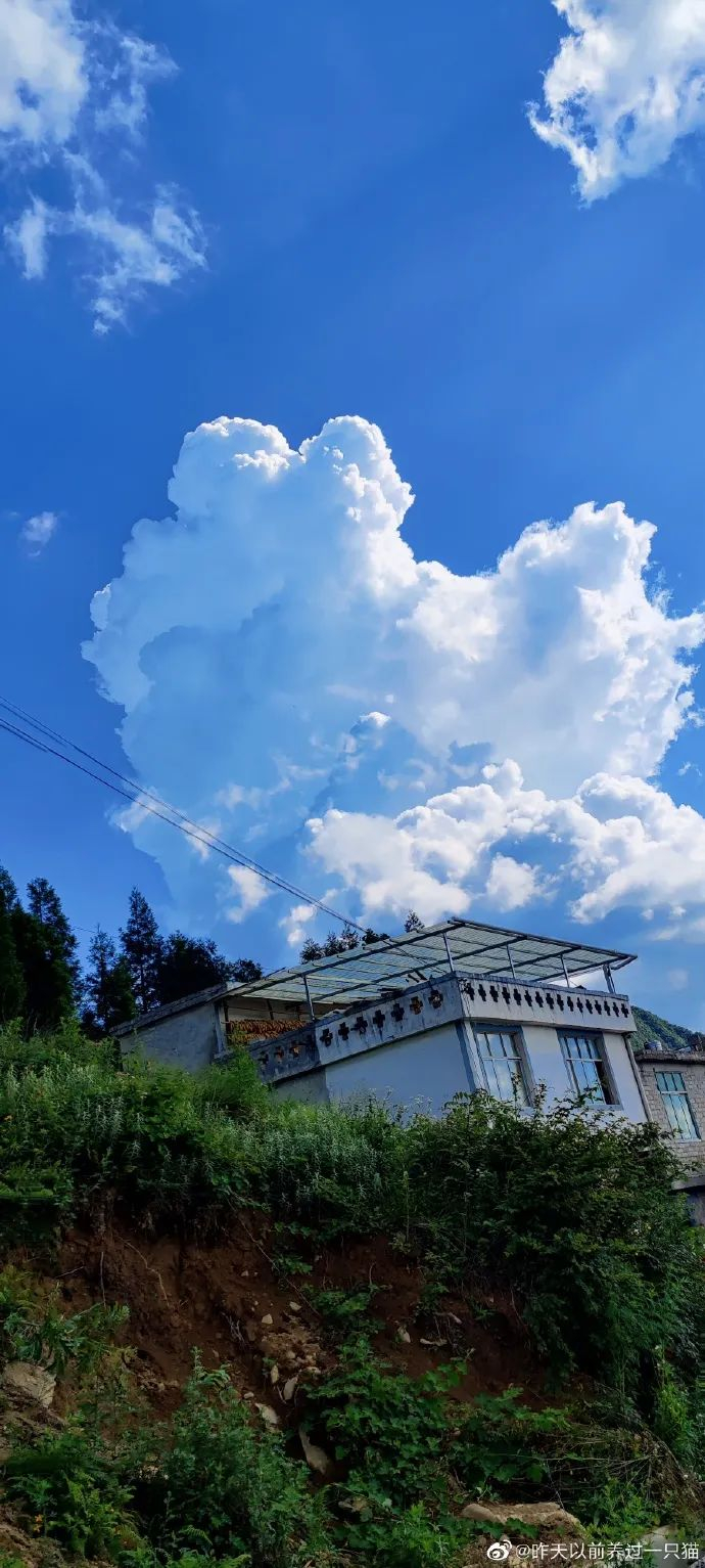 @昨天以前养过一只猫 投稿