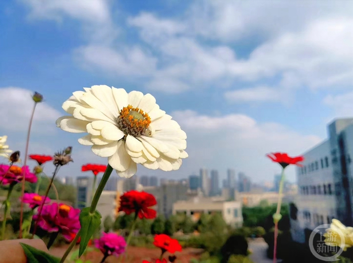 《春满校园》组照七 周文武 摄