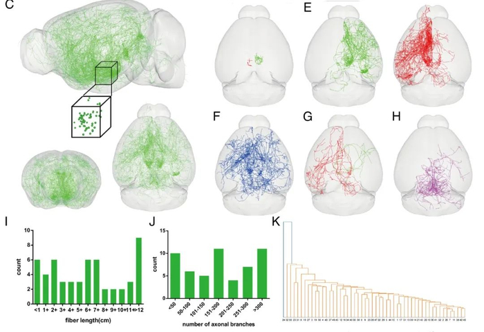 PNAS：浙中医陈忠教授团队绘制首个小鼠全脑组胺能神经元投射图谱|生物学与医学|标记|纤维|荧光_新浪新闻