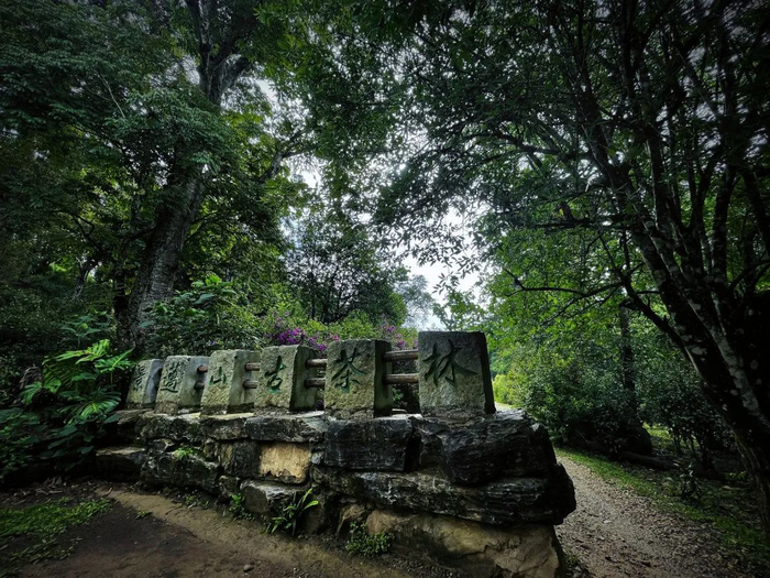 景迈山古茶林 赵家琦 摄