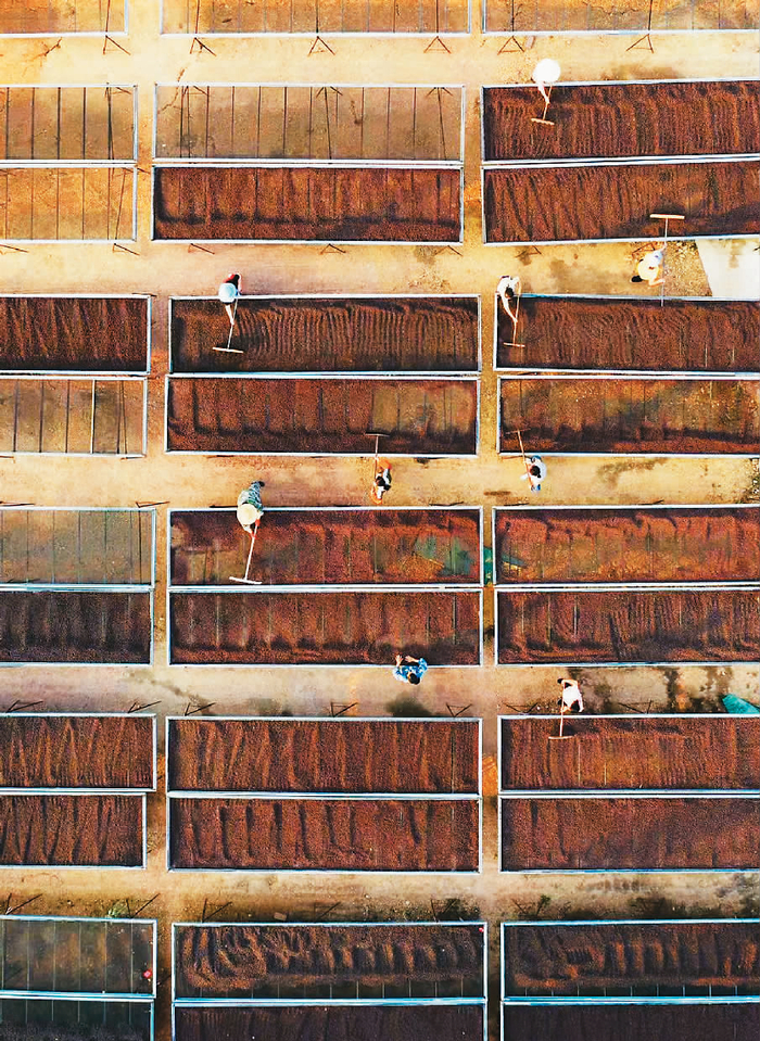 工作人员翻晒咖啡 子涵 摄