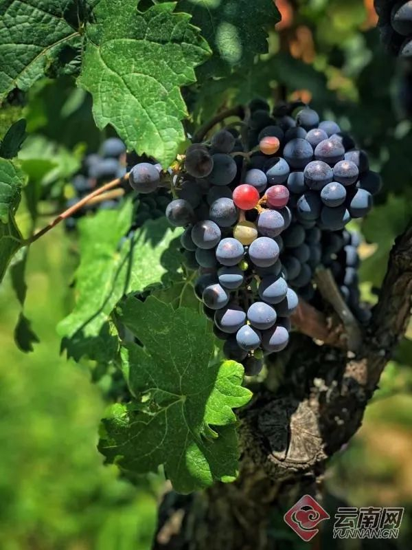 雪域高原精品葡萄 迪庆州投资促进局 供图