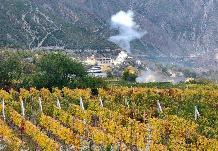 香格里拉葡萄园 迪庆州投资促进局 供图