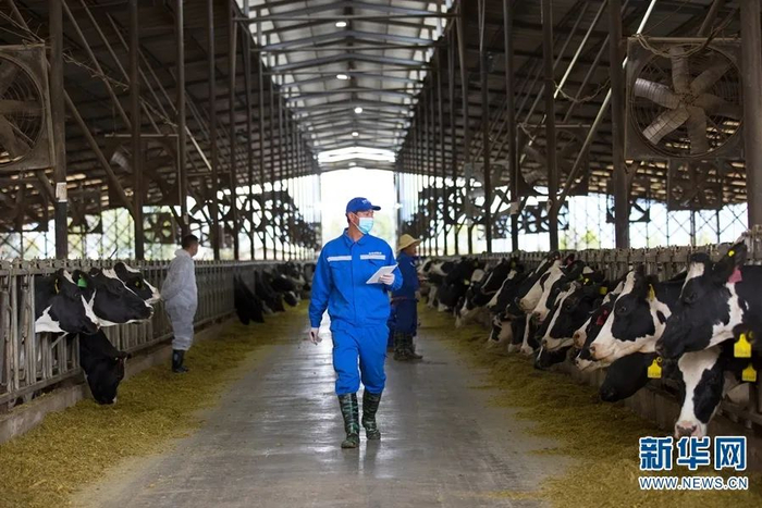 云南新希望蝶泉有机示范牧场 新华网 赵普凡 摄