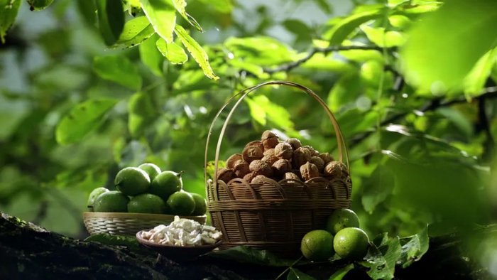 云南核桃 杨质高 摄