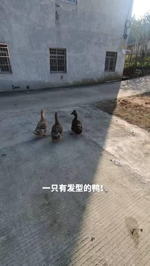 鸭尾巴发型图片大全图片