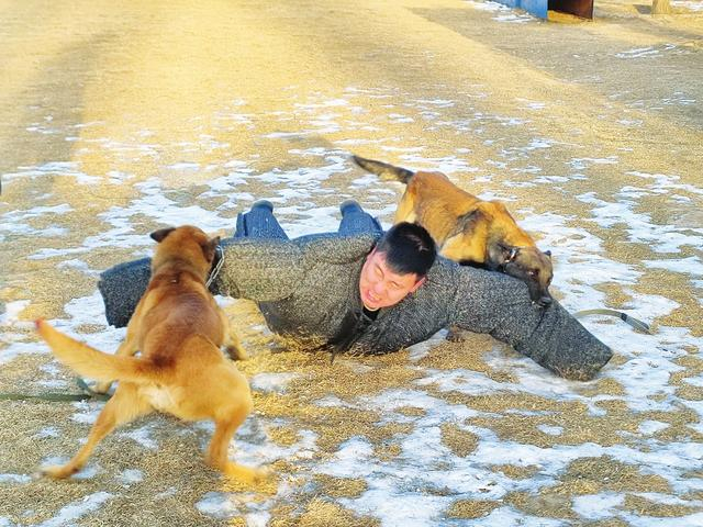 扑咬科目是警犬训练中不可缺少的部分。本报通讯员摄