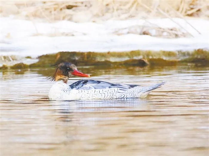 国家一级重点保护动物中华秋沙鸭现身拒马河。