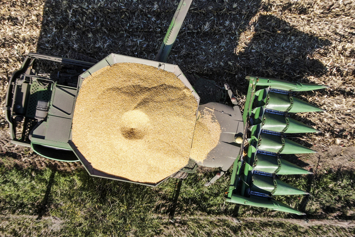 2021年11月5日，美国伊利诺伊州，当地农民收割大豆。图｜IC photo