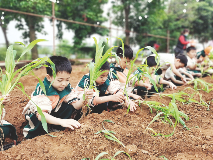     南宁市江南区沙井小学学生体验农耕生活。    （邝瑜冬 摄）