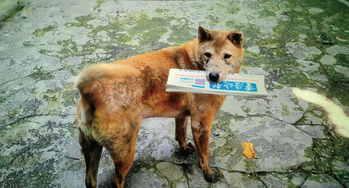 年迈的“八筒”，最后一次叼着《重庆晚报》送回去，让所有人泪目