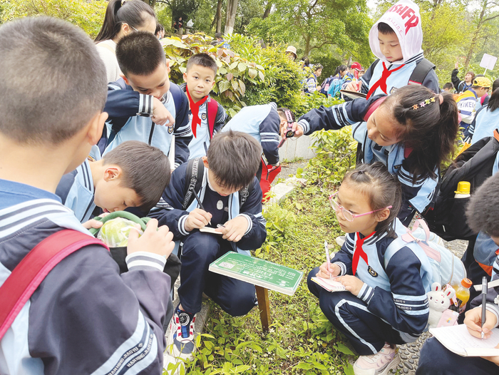     南宁市高新小学西校区学生专心投入到植物研究中。（李南荣 摄）
