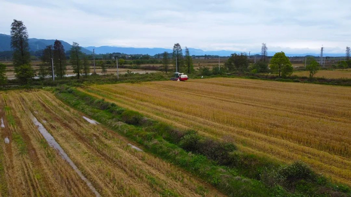 金黄色冬小麦等待收割