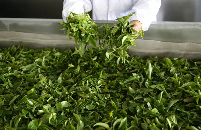 制茶 资料图 张彤 摄