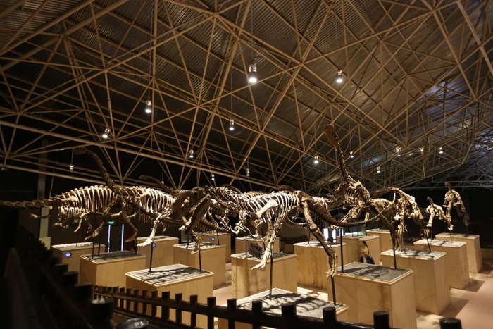 恐龙化石 楚雄州委宣传部 供图