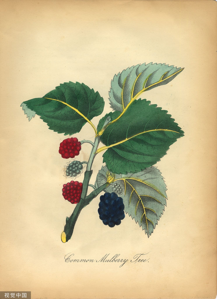 本文图片 视觉中国资料图