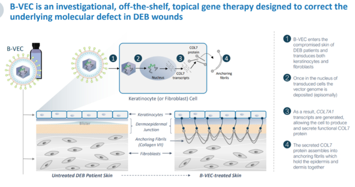 ▲B-VEC的作用机理（图片来源：Krystal Biotech公司官网）