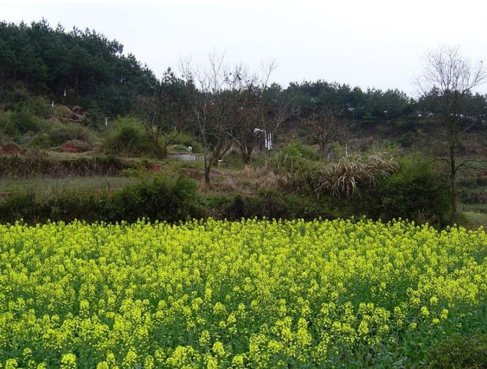 当代的清明挂纸，2005年4月1日作者摄于徽州