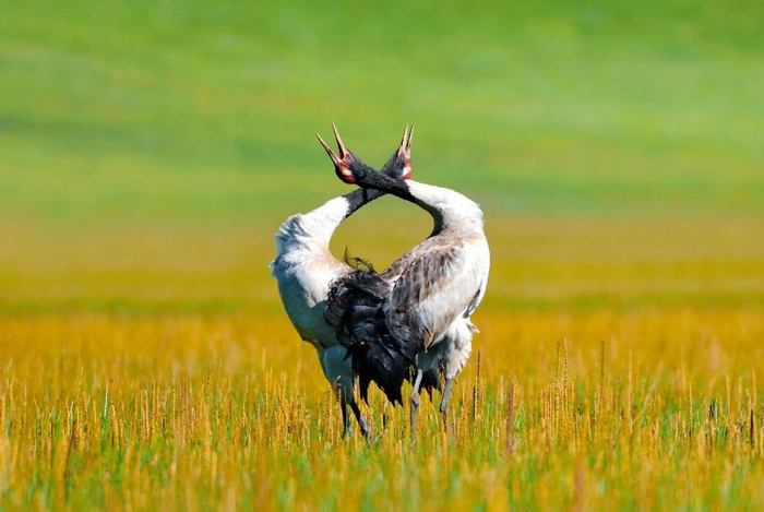 纳帕海黑颈鹤 资料图