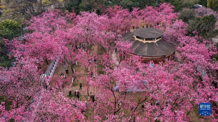游客在昆明圆通山公园观赏樱花 新华社记者 胡超 摄