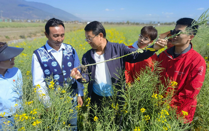 张福锁院士（中）在云南大理的田间和学生以及当地老乡交流。新京报记者 周怀宗 摄