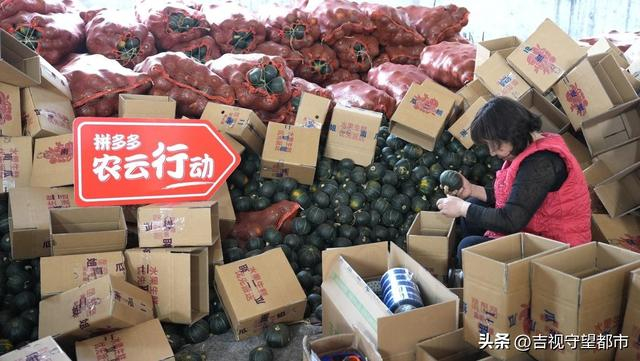 通过拼多多平台持续集中曝光、生鲜农产品品类日及全渠道推广，助力打造昌乐农产品区域和全国性品牌。（薛童/摄）