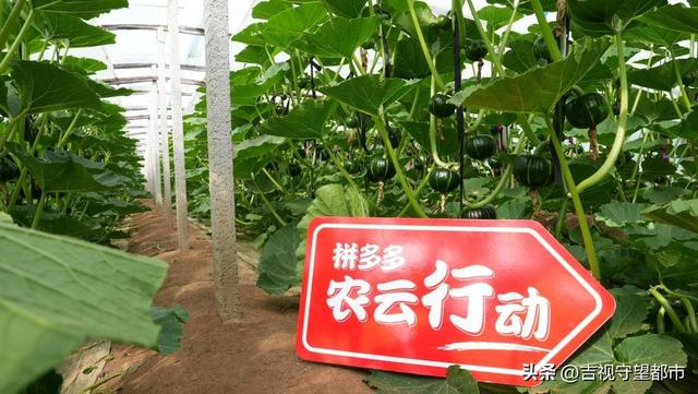 昌乐是贝贝南瓜主产区，南瓜种植面积2万余亩，其中以贝贝南瓜为主。（薛童/摄）