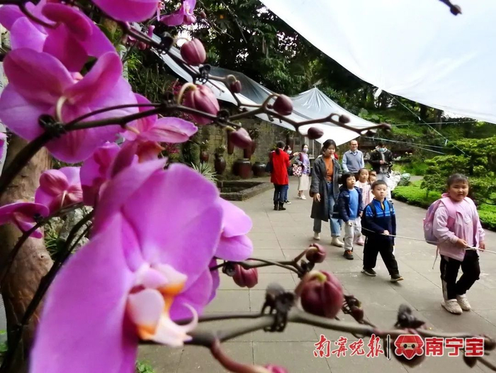 游人在青秀山兰园观赏兰花