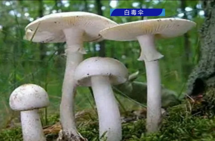 紧急提醒!警惕这种毒蘑菇!有人已中招,广东很常见→