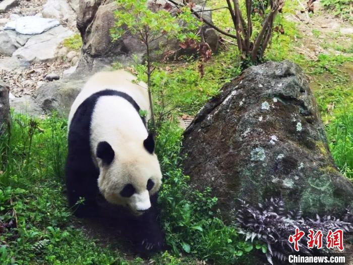 旅美大熊猫美香添添和小奇迹身体健康状况总体良好