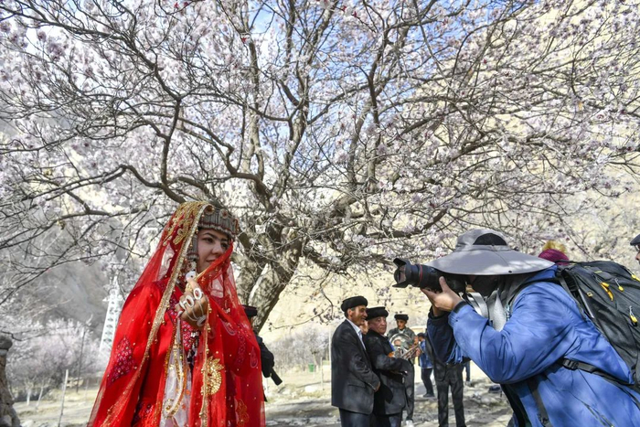 3月28日，游客在杏林间拍摄一位身着传统婚服的女士。