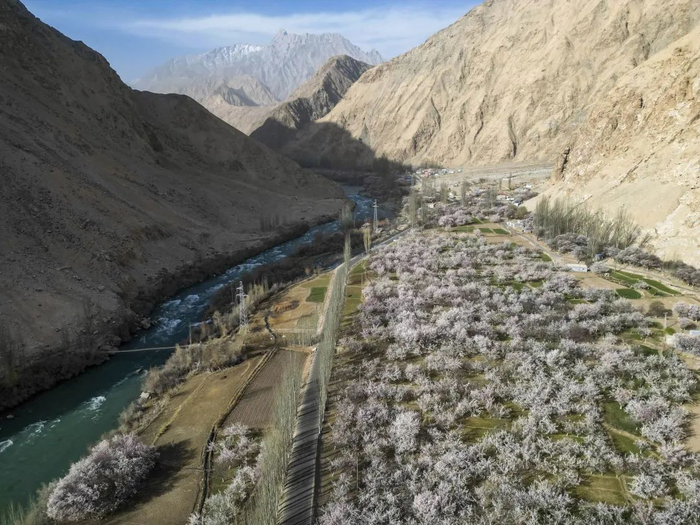 这是在昆仑山峡谷拍摄的塔县库科西鲁格乡盛开的杏花（3月29日摄，无人机照片）。