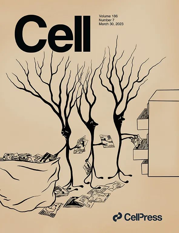 Cell最新封面文章:调控长期记忆的新脑区__财经头条__新浪财经