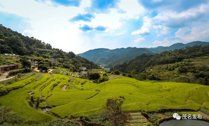 茂名日报社全媒体记者 吴昊 摄