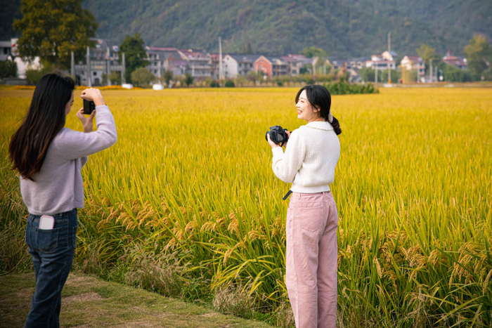 　　2022年10月25日，游客在浙江省桐庐县桐君街道梅蓉村的稻田内观光。新华社记者 江汉 摄