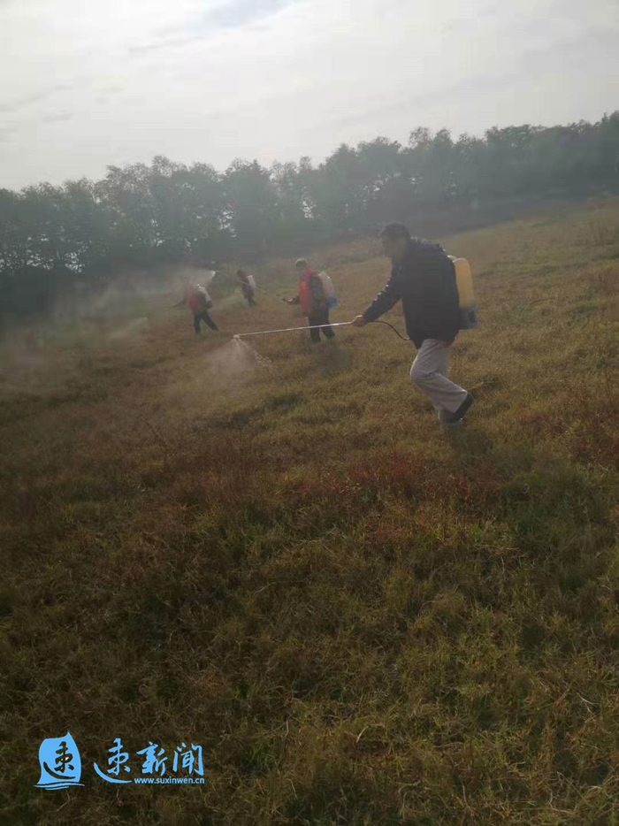 杨树苗价格波动原因与市场需求分析