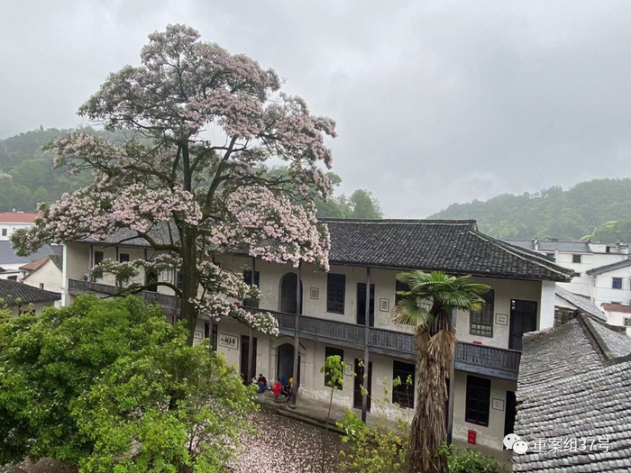 斯民小学校园里有棵开花的楸树。受访者供图