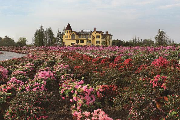             嘉善县大云镇碧云花园景区内约一百万株杜鹃花已渐次开放 嘉善县大云镇  供图          